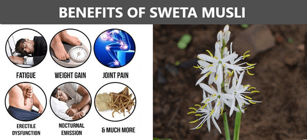 Benefits Sweta Musli